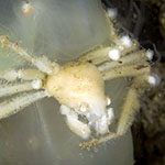 Inachus phalangium
